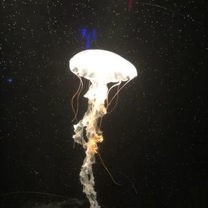 Meet your Posher, Dayana jose